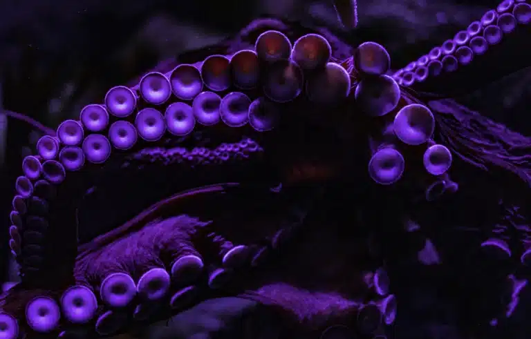 Purple Tako