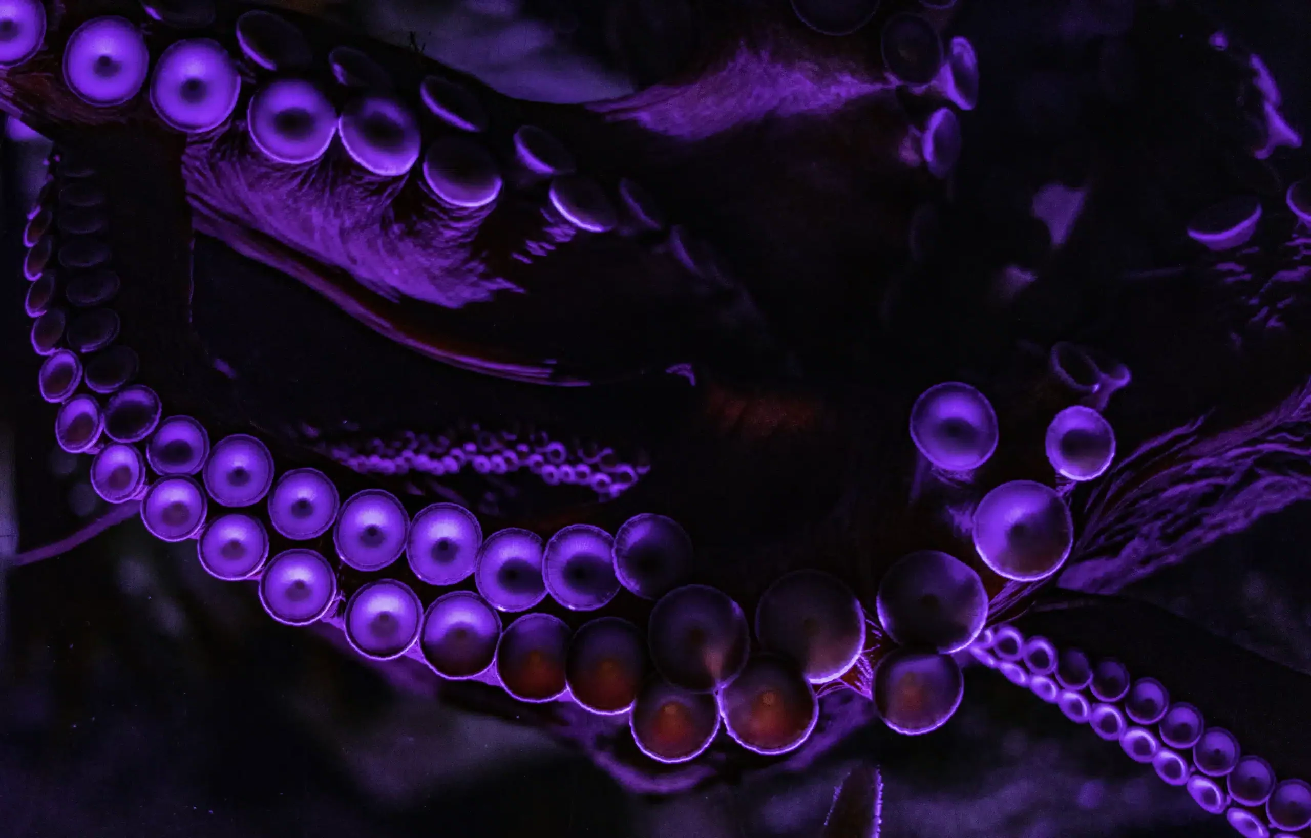 Purple Tako