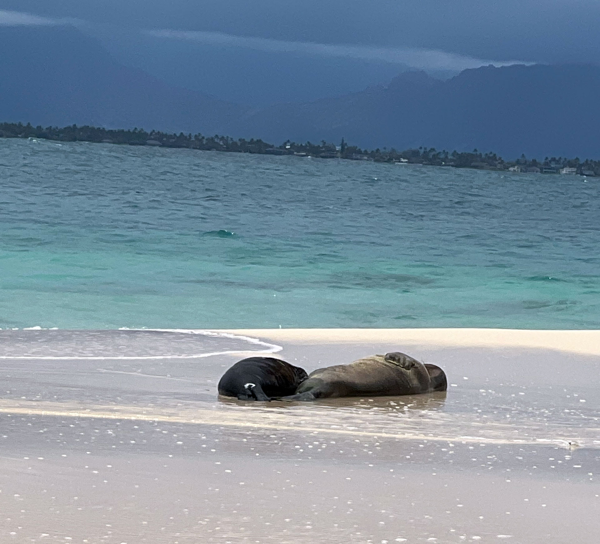 seals-at-na-mokulua