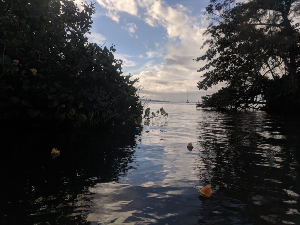 sea-hibiscus-flowers-rest-on-surface-tension-near-reeds-bay